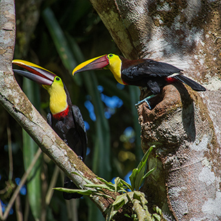 Selva Verde - Swainson’s toucans